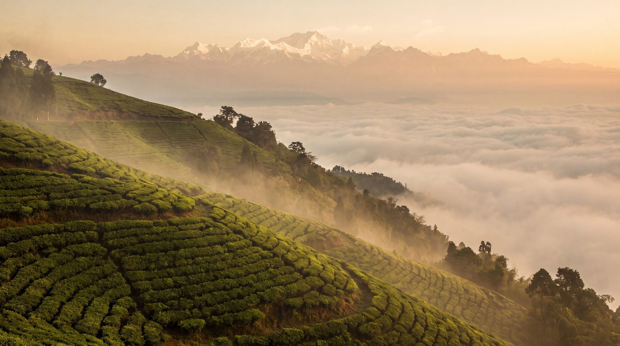 Gopaldhara, Darjeeling · India